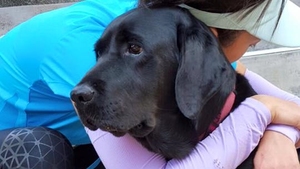 相片來源：GuideDog Nana Facebook 專頁