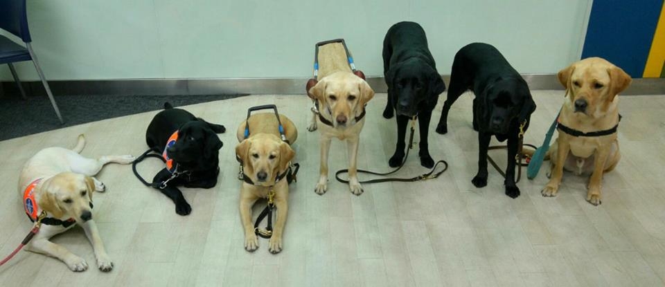 相片來源：香港導盲犬協會 Facebook 專頁