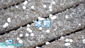 相片來源：天文台YouTube 截圖