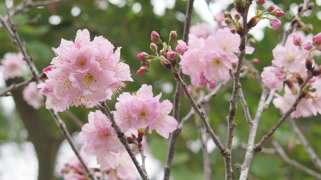 鰂魚涌公園的富士櫻，在 3 月 7 日已開了 8 成。