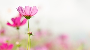 相片來源：iStock