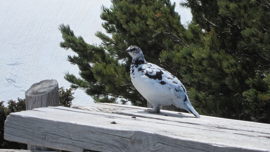 立山黑部的神鳥：雷鳥，偶然給我遇上。（攝影：單志民）