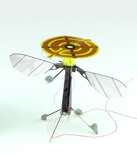 「機器蜂」是世界上最小最輕的飛行機械人。(城大提供圖片)