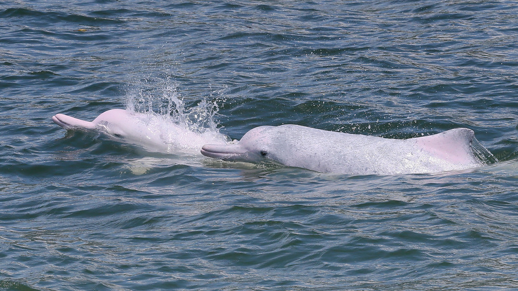 中華白海豚（圖片來源：WWF）