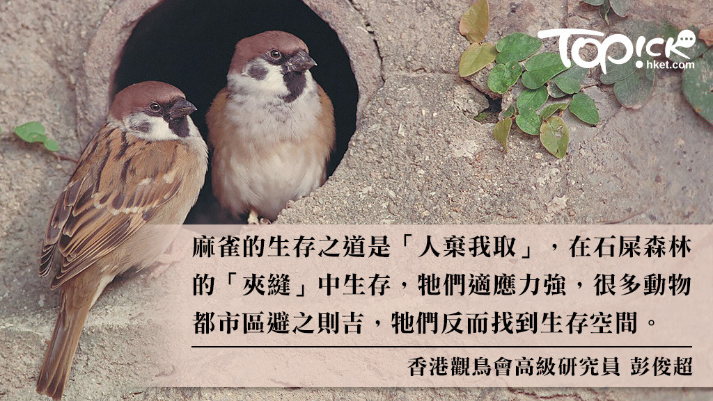 相片來源：霍棟豪 /香港觀鳥會