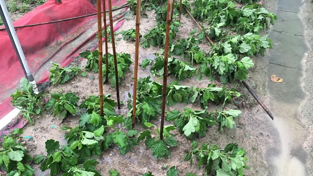 有花農指，因菊花未長至可以竹枝攀扶的時刻，受大風大雨影響，菊花被水淹後捐毀嚴重。(李永強提供)