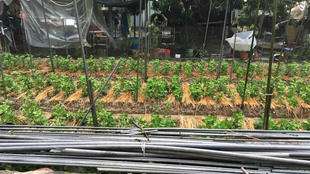 強記花園老闆李永強嘆言，強風加上大雨，菊花受災情況頗嚴重。(李永強提供)