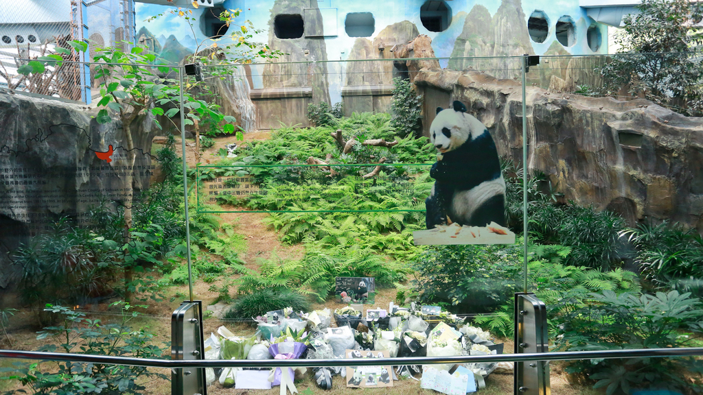 公園於【香港賽馬會四川奇珍館】外設立紀念專區，讓遊人認識佳佳在在海洋公園的生活﹑佳佳的後代及牠對保育大熊貓的貢獻。（海洋公園圖片）