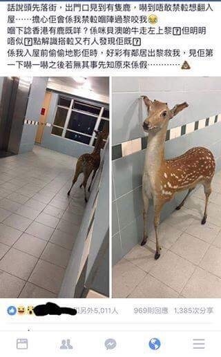 相片來源：香港動物報