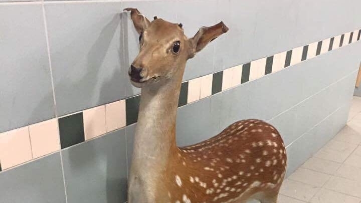 相片來源：香港動物報