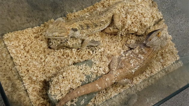 香港愛護動物協會提供