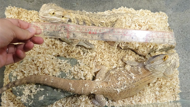 香港愛護動物協會提供