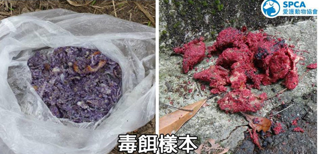 香港愛護動物協會提供圖片