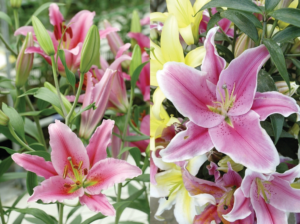 年花暗藏健康陷阱 百合花可加劇鼻敏感 香港經濟日報 Topick 健康 健康資訊 D