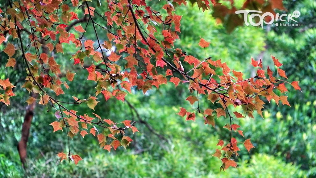 以綠葉為背景，令紅枼更突出。（陳若冰攝）