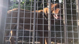 (「香港動物報」圖片)