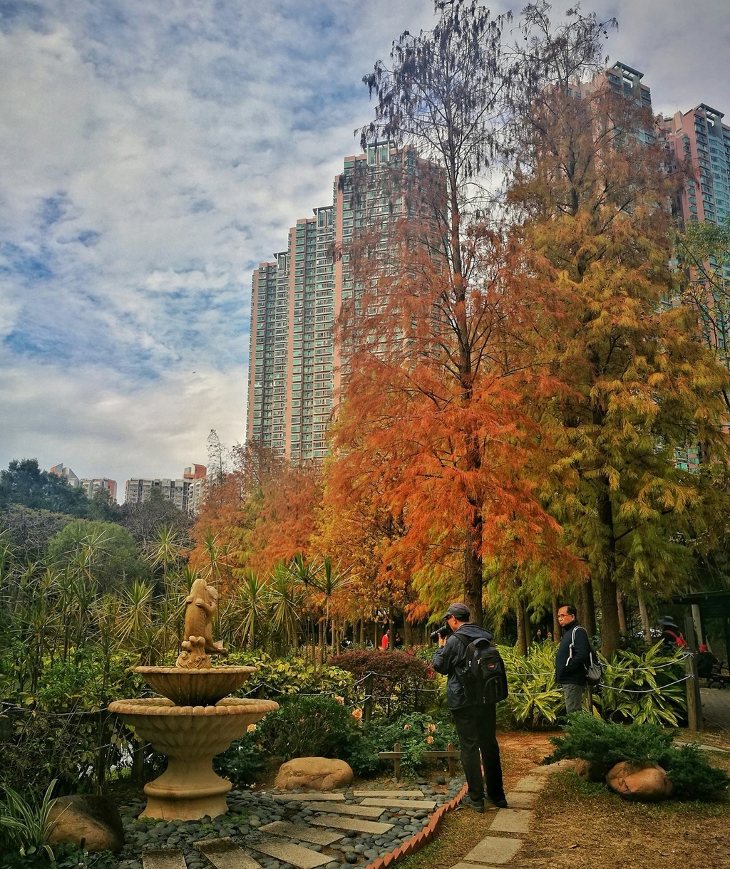 落羽杉屬杉樹，遊青衣公園如置身於外國。（Howard Tong mobile photography提供相片）