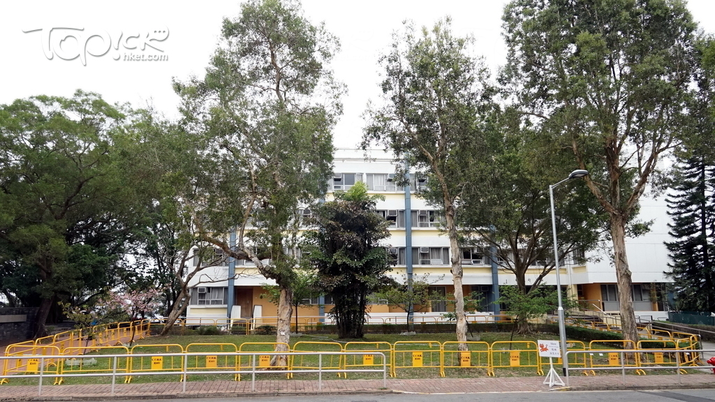 新亞書院知行樓宿舍外的河津櫻生長範圍已架起圍欄保護。（攝影：陳若冰）