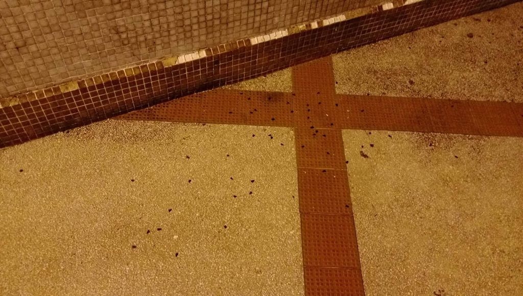 鄭小姐指，廣翅蠟蟬一次過可有百多隻伏在地上，有人走近即飛起，狀甚恐怖。(被訪者提供圖片)
