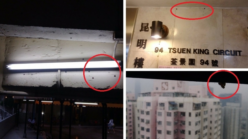 鄭小姐在荃灣中心附近都拍得廣翅蠟蟬的蹤影。(被訪者提供圖片)