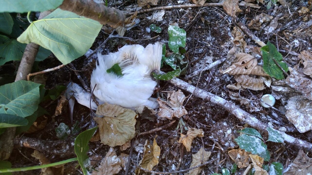 其中一隻已當場死亡的小白鷺幼鳥。(讀者提供圖片)