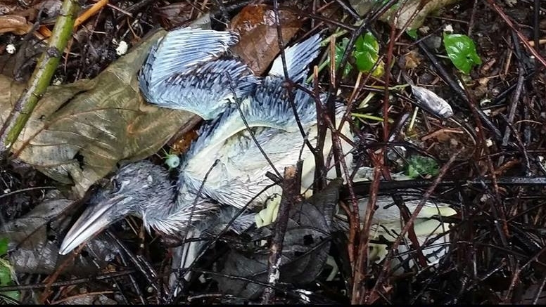 「苗柏」吹襲，大埔鷺鳥林有鳥巢不敵風雨，幼鳥墮地死。(觀鳥會fb圖片/Mei Cheung拍攝)