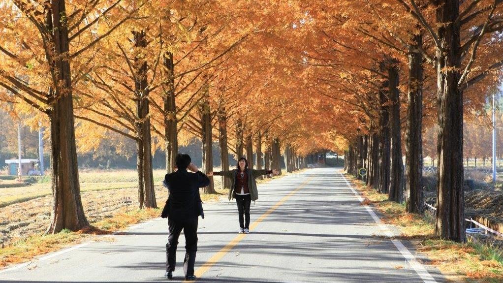 全羅南道的潭陽水杉道，一到秋天，杉樹好像被染上橙紅色，又到拍照打卡的時候。(韓國觀光公社圖)