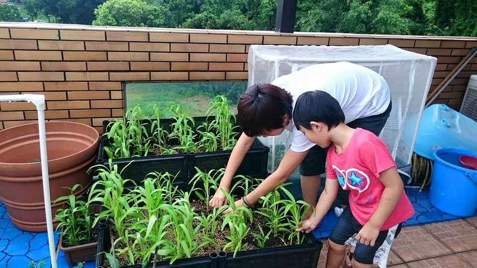 囝囝終肯嘗試吃自己親手種植的第一口車厘茄。（圖片來源︰唐寧facebook）