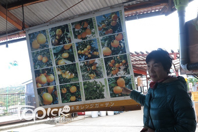 水本的農場超大，圖中是她大部分柑的品種。(洪白嵐攝)