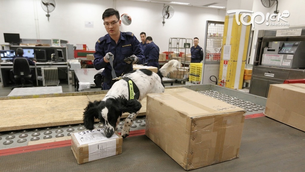 1歲半搜查犬Casa示範在海關於快遞公司的驗貨場協助查驗貨物；Casa來自紀律部隊世家，屬雌性英國史賓格跳犬，父母分別是海關及懲教署緝毒犬；Casa今年7月起駐守落馬洲口岸，上月曾在跨境巴士嗅到少量恰特草毒品。(車耀開攝)