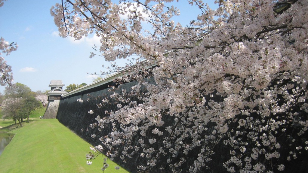 熊本城素來是熊本的賞櫻勝地，城內雖未有開放，但仍可在二之丸廣場賞櫻。（熊本觀光手冊圖片）