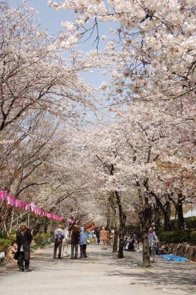 隅田公園的「櫻並木」美景。(被訪者提供)