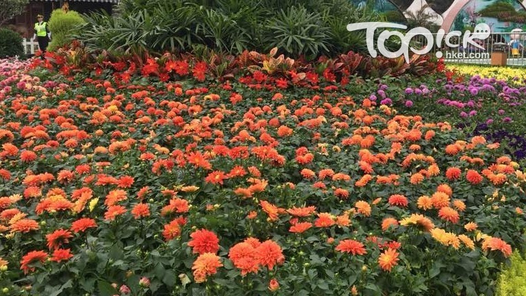 展內將展出不同花型的大麗花，包括瓣型、裝飾型、圓球型等等。李樂欣攝
