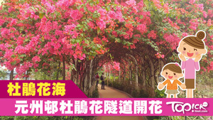 元州邨杜鵑花開了，形成了花隧道。