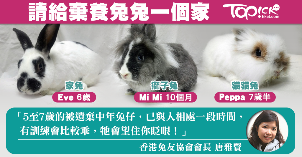 兔仔不是復活節禮物 兔協:1/3被棄養兔仔是中老年