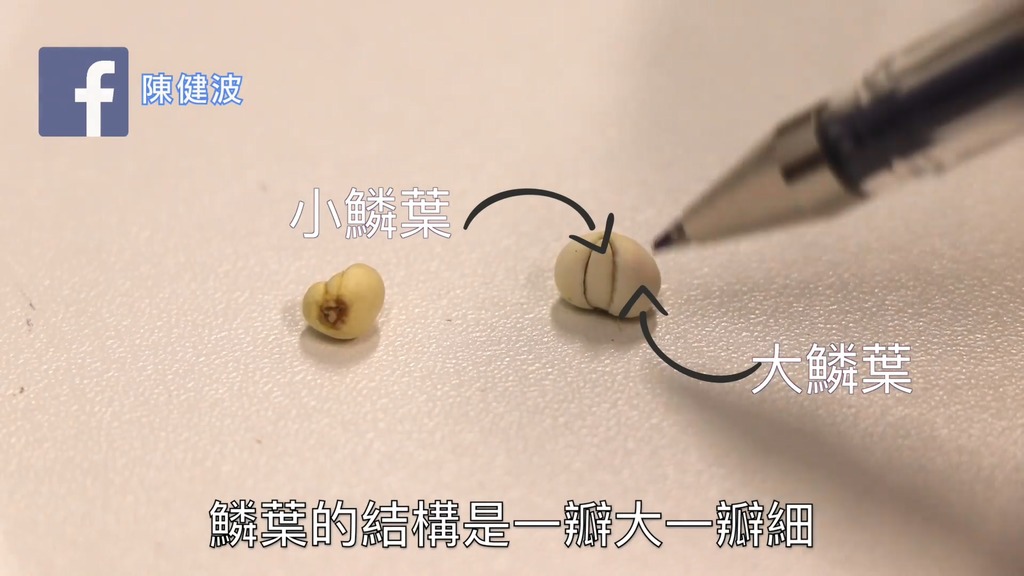 川貝明顯有大小兩片鱗葉。（陳健波facebook影片截圖）