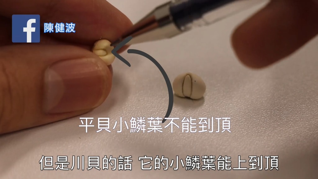 要辨認平貝，就要看它的小鱗葉能否到頂。（陳健波facebook影片截圖）