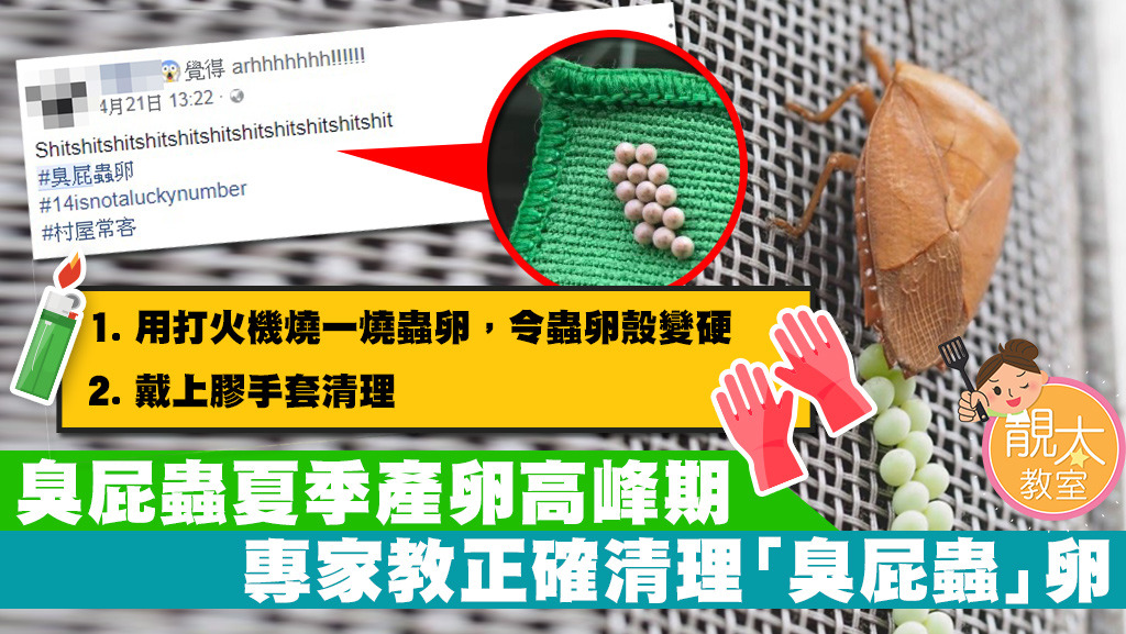 荔枝樁象（臭屁蟲）卵雖然體積小，但其汁液有刺激性。如要清理，建議戴上膠手套和使用打火機。