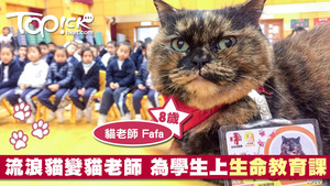 貓老師入學校園