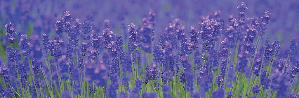 每年7月上旬至中旬是到北海道富良野賞薰衣草最佳時機。（富田農場官網圖）