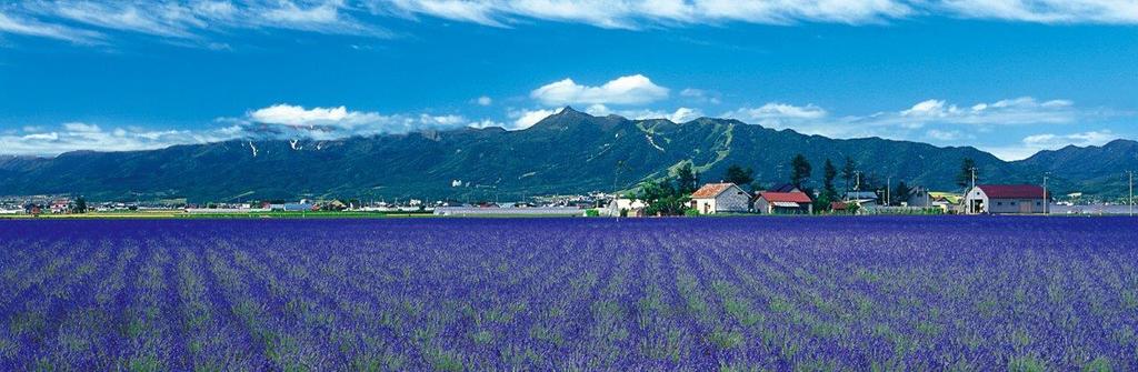 北海道的富田農場是日本最具規模的薰衣草田。（富田農場官網圖）