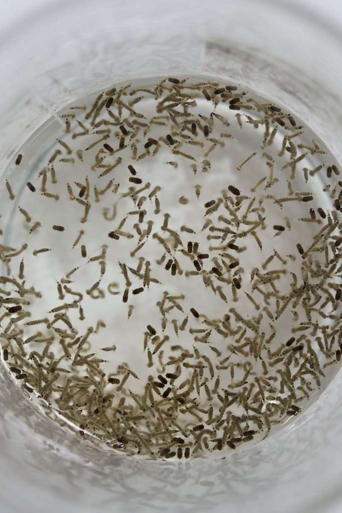 Oxitec研究基因改造蚊。（相片來源：法新社）