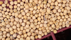 巴西大豆價格最近升至近四年來的高位。（圖片來源：法新社）