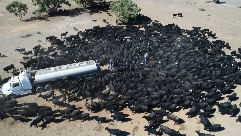 1300隻牛圍著水車搶著飲水。(Burrabogie Livestock and Contracting影片截圖)