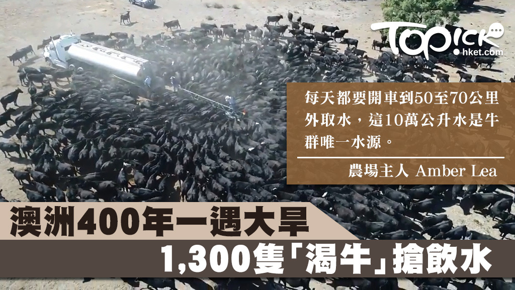 澳洲遇上400年一遇大旱，近1300隻牛圍著水車搶飲水。