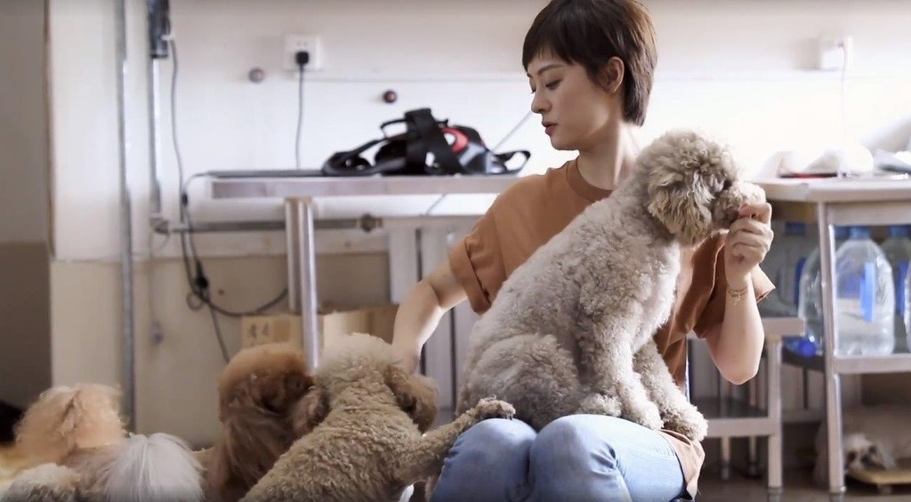 從小喜歡動物的孫儷迄今為止曾救下多隻流浪動物。（孫儷微博圖片）