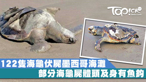 122隻海龜日前伏屍於墨西哥恰帕斯州一處海灘。