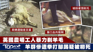 有動物權益組織近日揭發有英國農場暴力虐羊的行為。