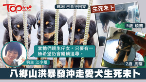 江小姐的愛犬因為一場紅雨被沖走，其中兩隻仍然失蹤。