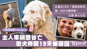 貴婦狗Bentley在車禍後19天一直陪伴主人遺骸。
